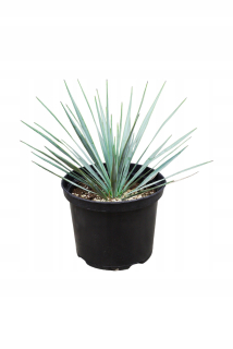 Yucca Rostrata Juice mrozoodporna 20-30cm
